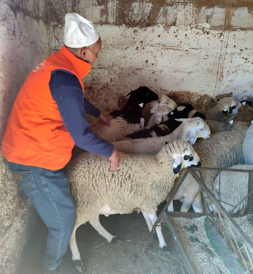 schapen in amniter uitzoeken op geschiktheid