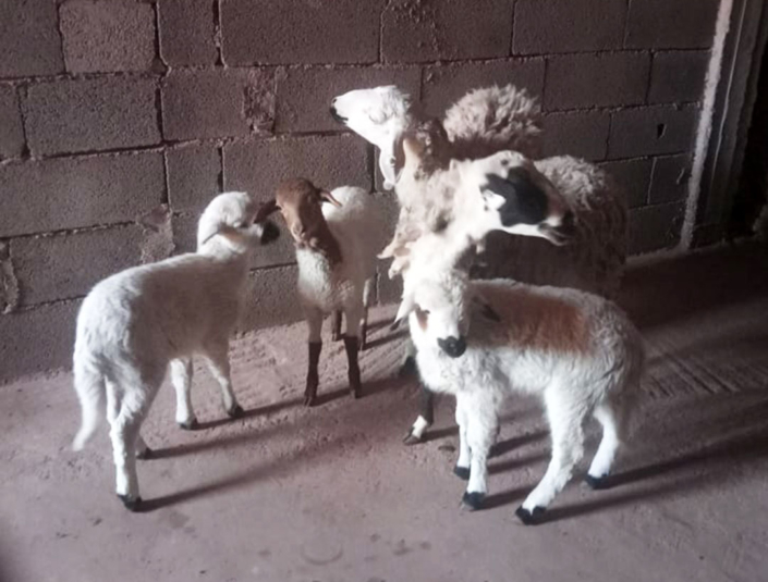 nieuwe lammetjes al haouz